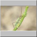 Stenodema sp - Weichwanze 01a 9mm.jpg